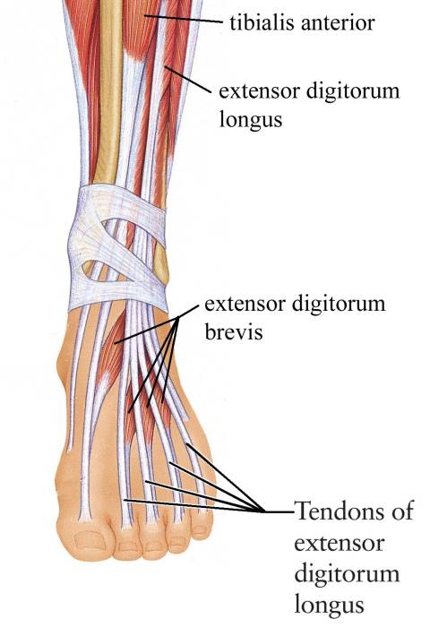 footmuscles.jpg